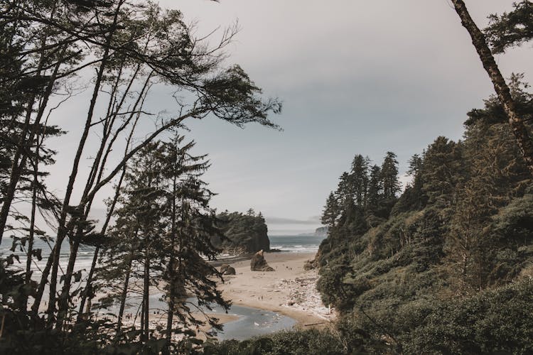 Peaceful Landscape Of Stony Seashore With Trees