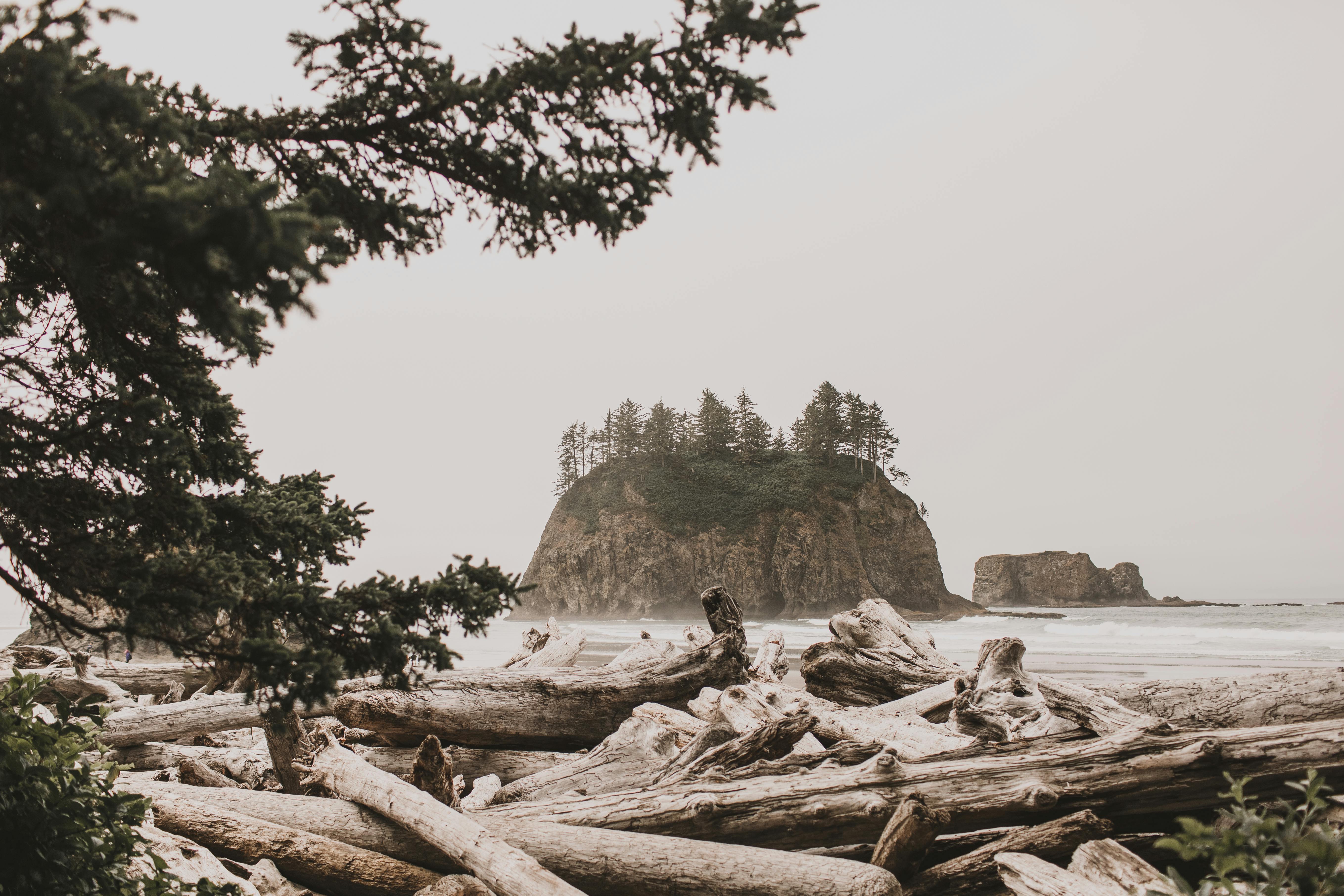 driftwood on the beach