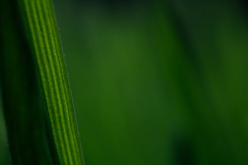 Close-Up Photo of Green Leaf