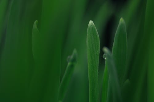 Close Up Shot of Green leaves