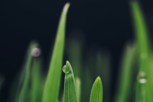 Water Droplets on Green Plant