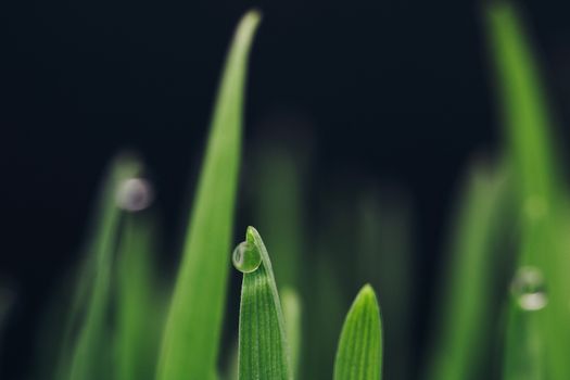 Macro photograph of dew on a green blade of grass showcasing intricate details and natural beauty.
