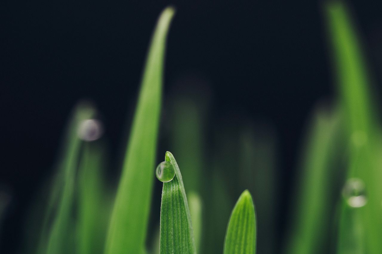 macro photograph of dew on a green blade of grass showcasing intricate