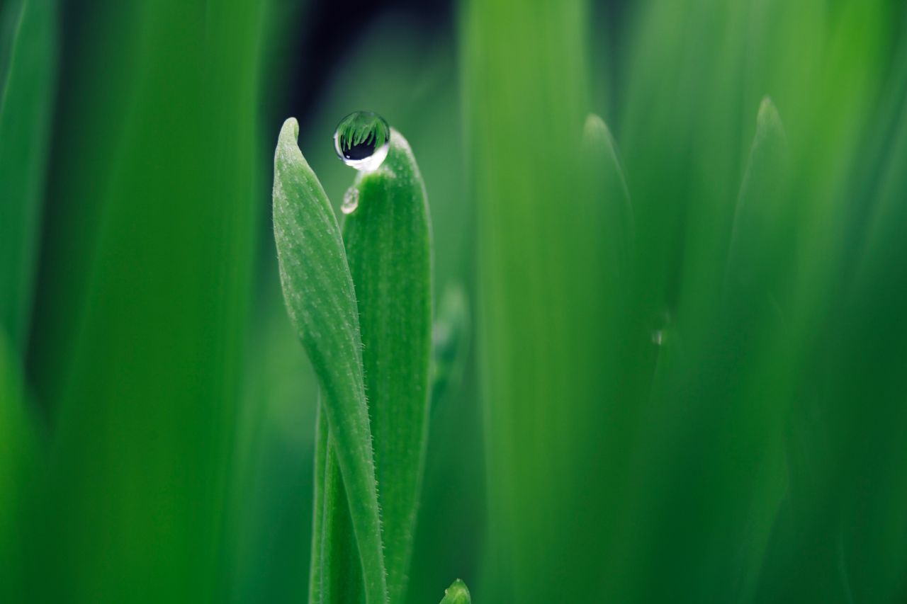 macro shot capturing a dewdrop delicately perched on a green leaf