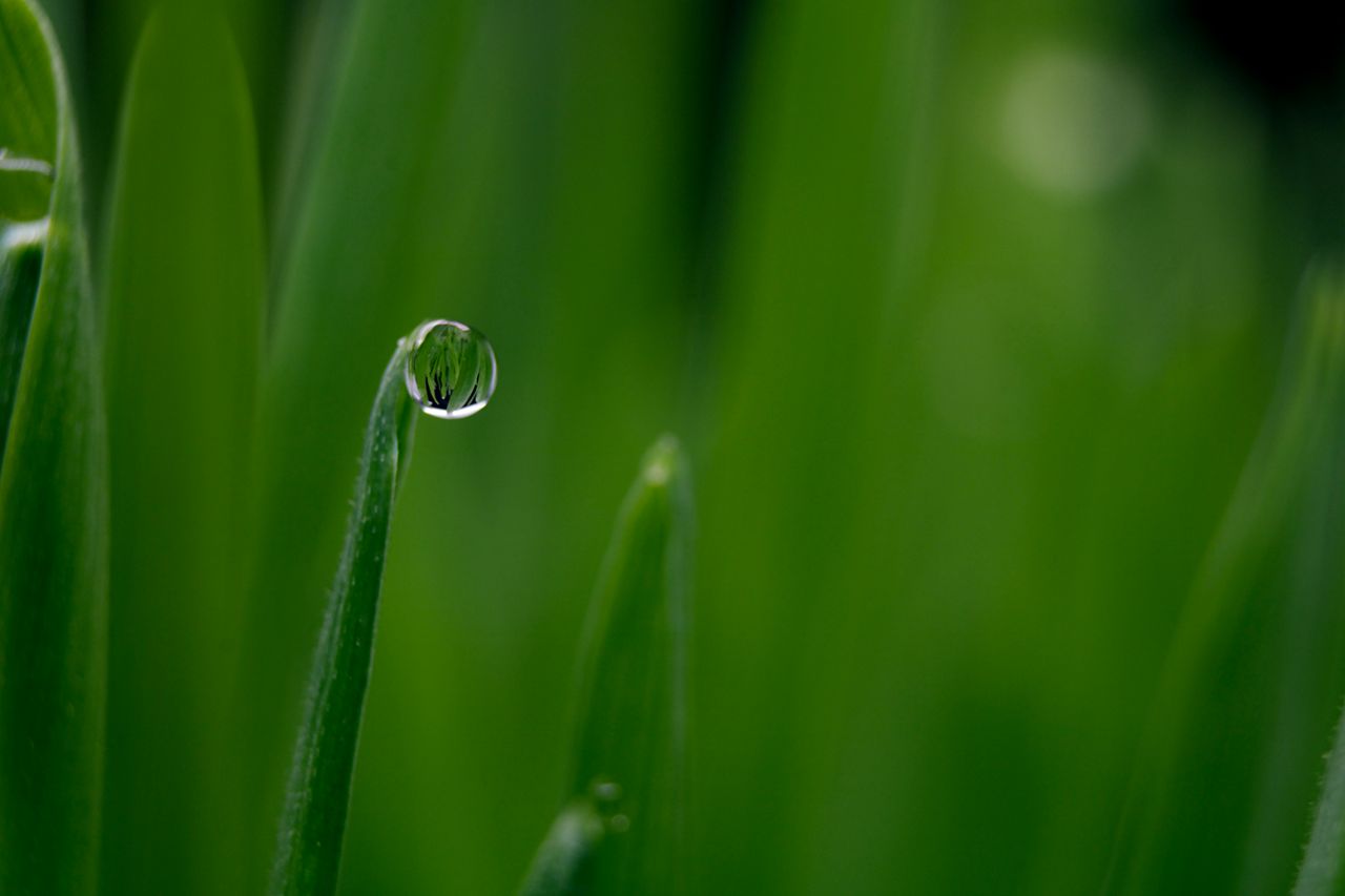 macro shot of a single dewdrop on a green grass blade showcasing intri
