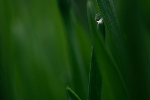 Water Dew on Green Leaf