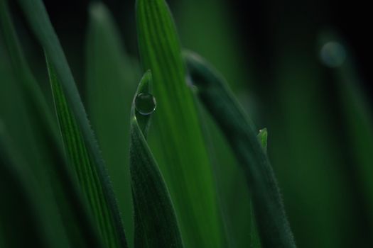 Close-up image capturing dewdrops on a vibrant green leaf with rich detail.