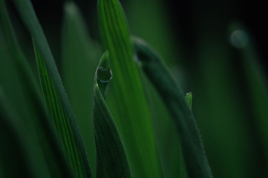 Close-up image capturing dewdrops on a vibrant green leaf with rich detail.
