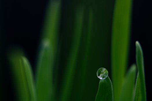 Macro shot of a dewdrop resting on a blade of grass, capturing the beauty of nature.