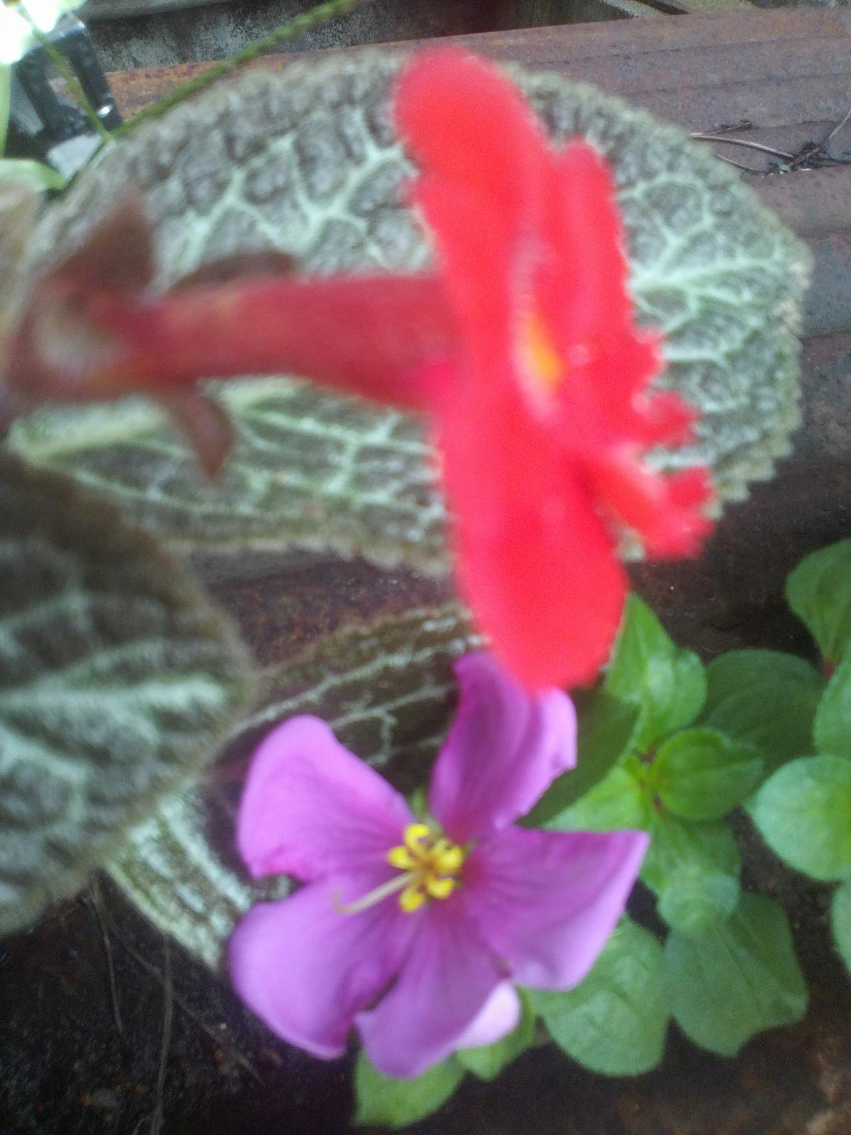 Dragon zodiac animal