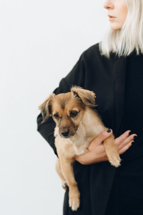Free Woman in Black Long Sleeve Shirt Holding Brown Short Coated Dog Stock Photo