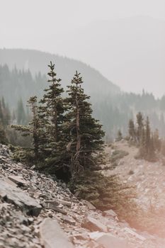 郁郁葱葱的松林与嶙峋的岩石地形，共同勾勒出迷人的山地景观，尽显自然之美