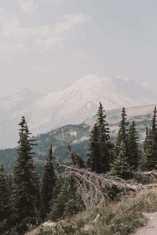 Free Breathtaking view of Mount Rainier surrounded by lush evergreen forest under a gray sky. Stock Photo