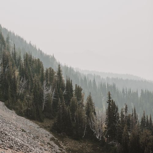 Free Serene view of a misty mountain forest in Washington, showcasing natural beauty and tranquility. Stock Photo