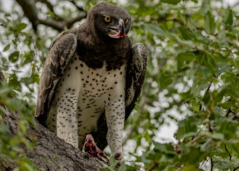 Close-up of a martial eagle perched on a tree with its prey.