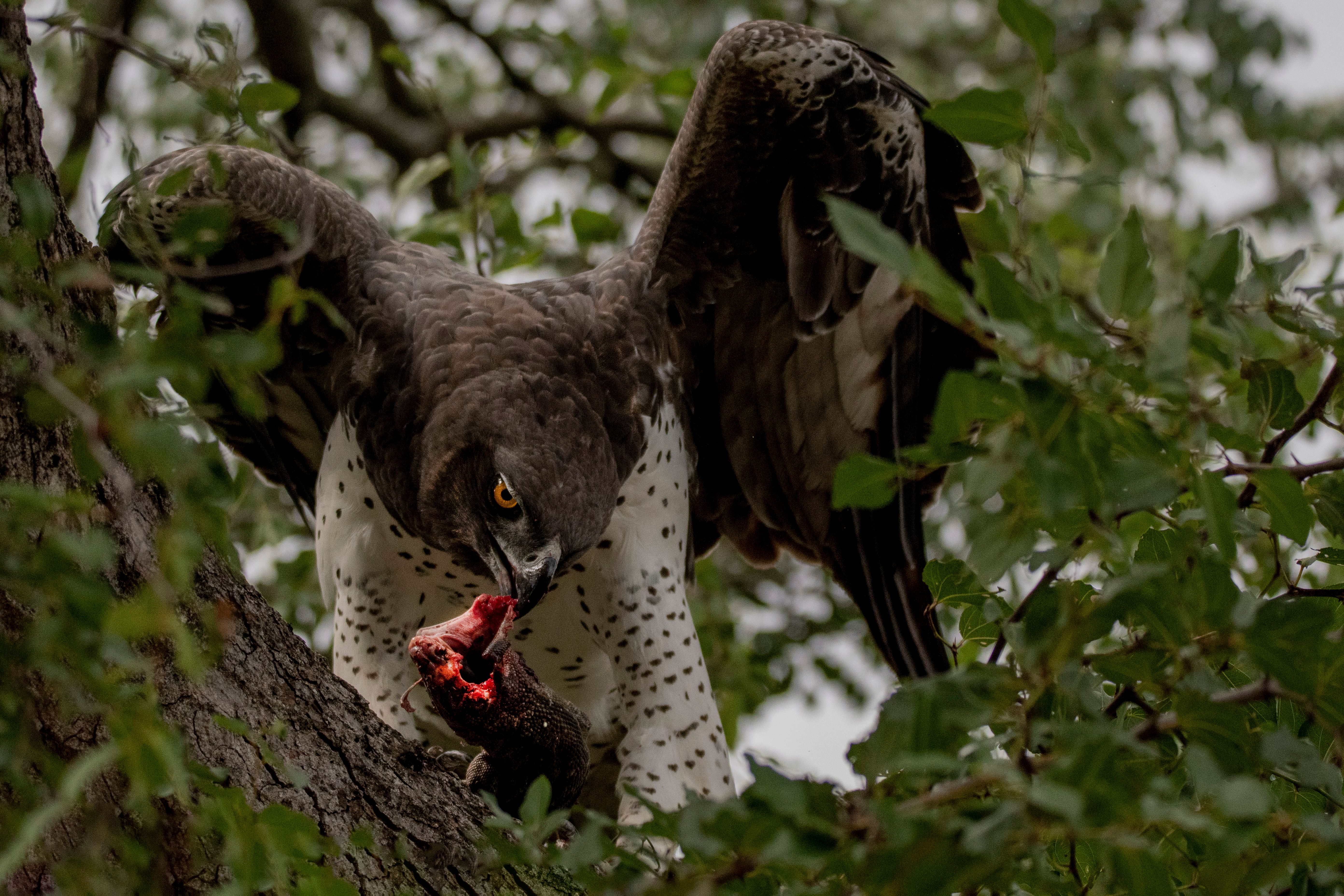 african martial eagle capturing prey in a verdant forest setting.