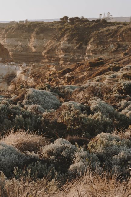 Explore the rugged beauty of Anglesea's rocky landscape featuring diverse flora.
