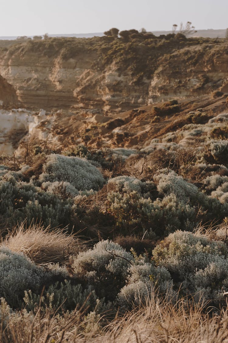 Desert Landscape In Australia