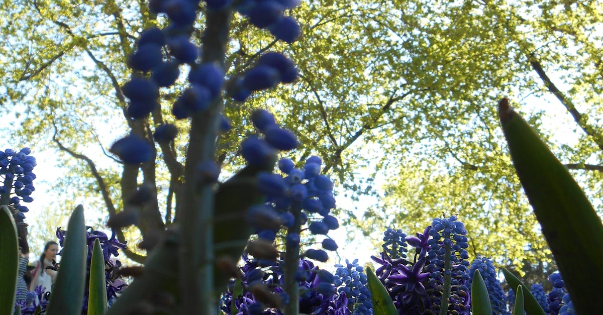 Free stock photo of Absi, beautiful flowers, blue