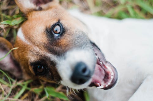 Δωρεάν στοκ φωτογραφιών με jack russel terrier, αθώος, άνοιξε το στόμα