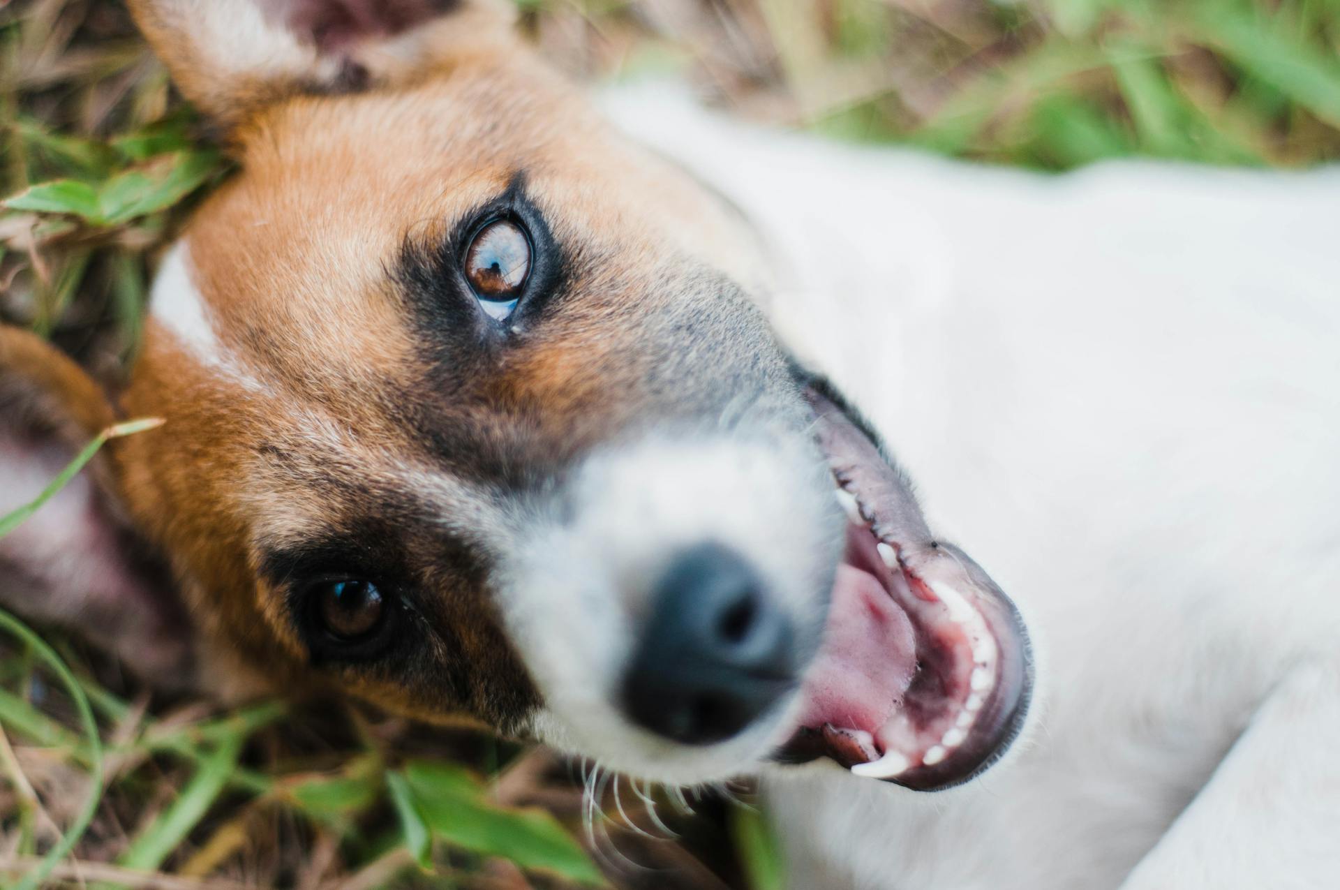 Terrier Jack Russel sur l'herbe dans la pelouse