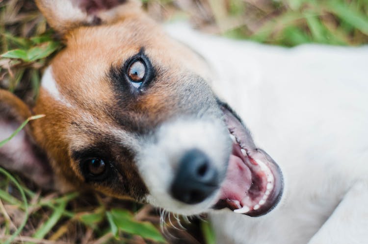 Jack Russel Terrier On Grass In Lawn