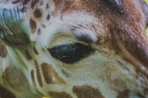 Free stock photo of animals, baby, baby giraffe