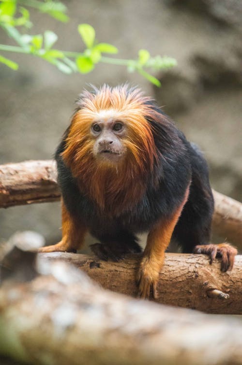 Free stock photo of animals, black monkey, golden headed lion tamarin