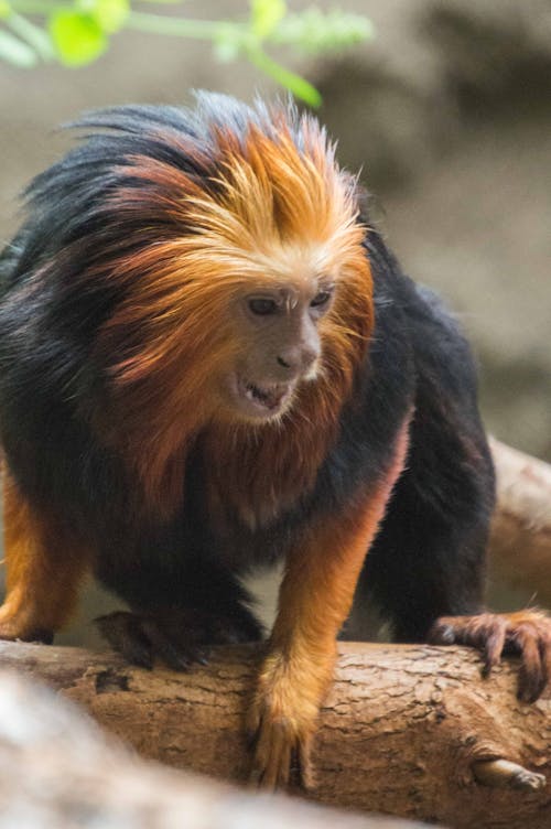 Free stock photo of animals, black monkey, golden headed lion tamarin