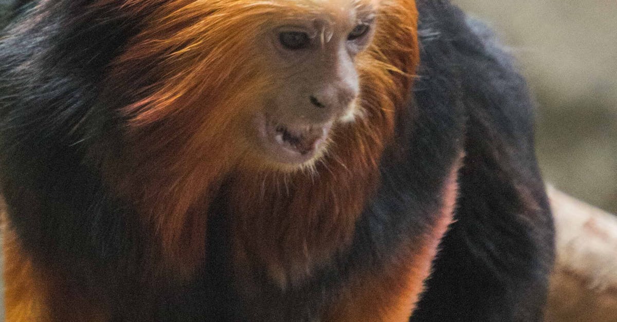 Free stock photo of animals, black monkey, golden-headed lion tamarin