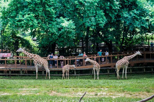 Free stock photo of baby giraffes, cute animals, exotic animals