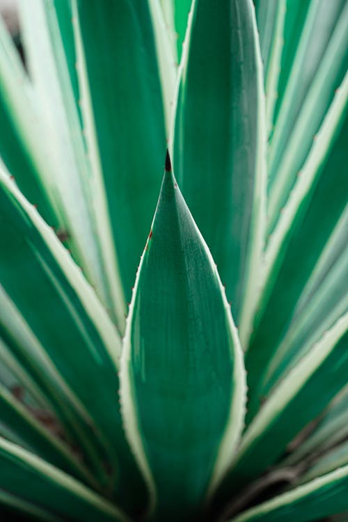 Closeup of long verdant green leaf blades of Yucca with white edges in daylight