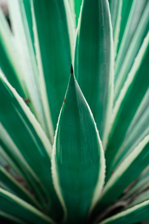 Free Closeup of long verdant green leaf blades of Yucca with white edges in daylight Stock Photo