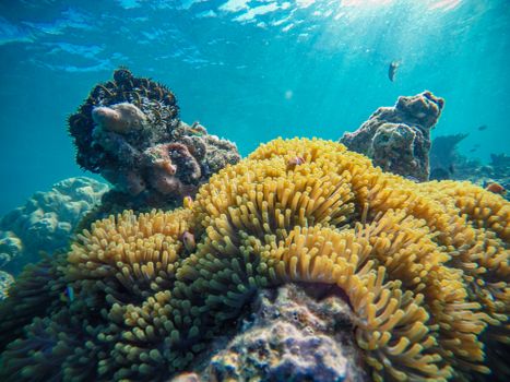 Long thin soft yellow tentacles of coral reef on stones under water of sea in sunlight
