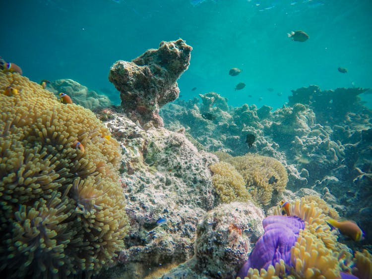 Coral Reefs Among Colorful Fishes