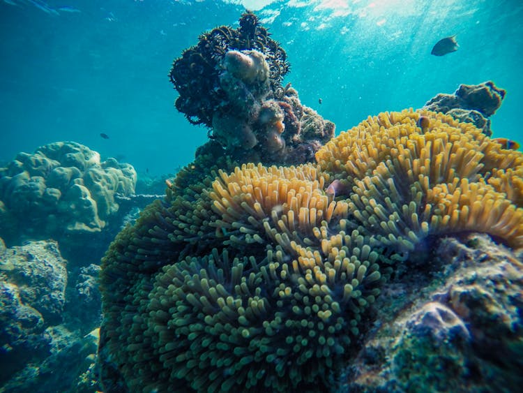 Polyps On Coral Reef On Shoal