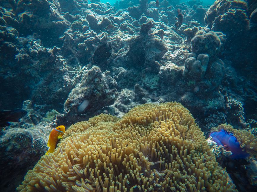 Snorkeling aux Îles Banana et Clownfish