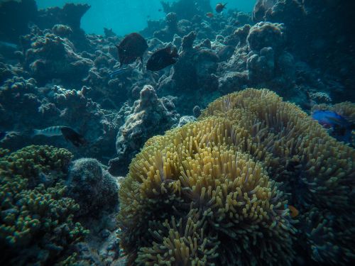 Free Picturesque view of long yellow tentacles of polyps under fishes swimming in ocean next to rocky formation Stock Photo