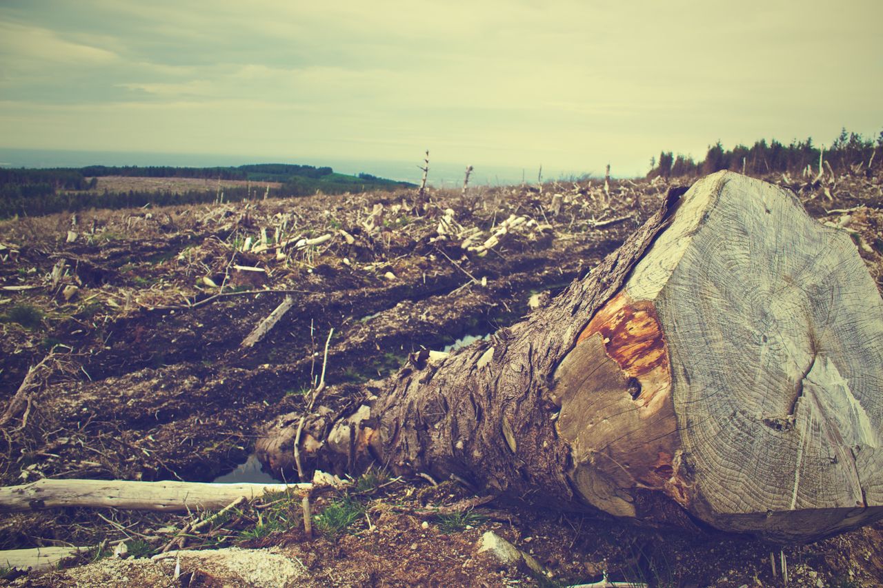 Campo con un árbol caído, que representa la deforestación.