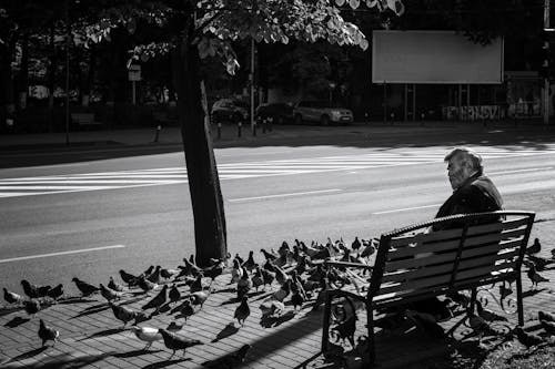 Free A Grayscale Photo of a Man Sitting on a Bench Near Pigeons Stock Photo