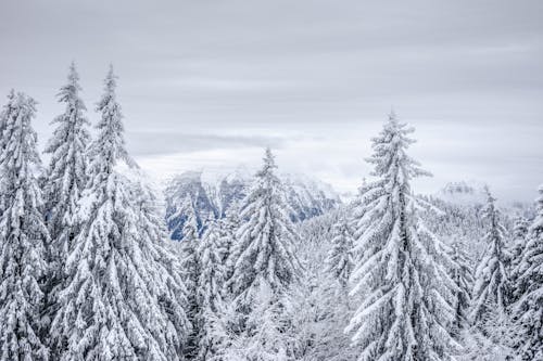 Snow Covered Pine Trees in a Forest