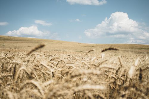 Free Golden wheat field stretches under a bright blue sky with fluffy clouds in rural Romania. Stock Photo