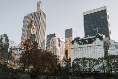 New York City Skyscrapers Beside Trees