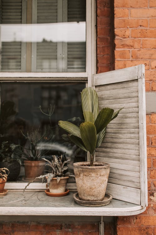 Potted plants on windowsill outside brick house