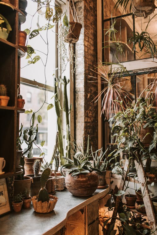 Potted plants near window in rural house