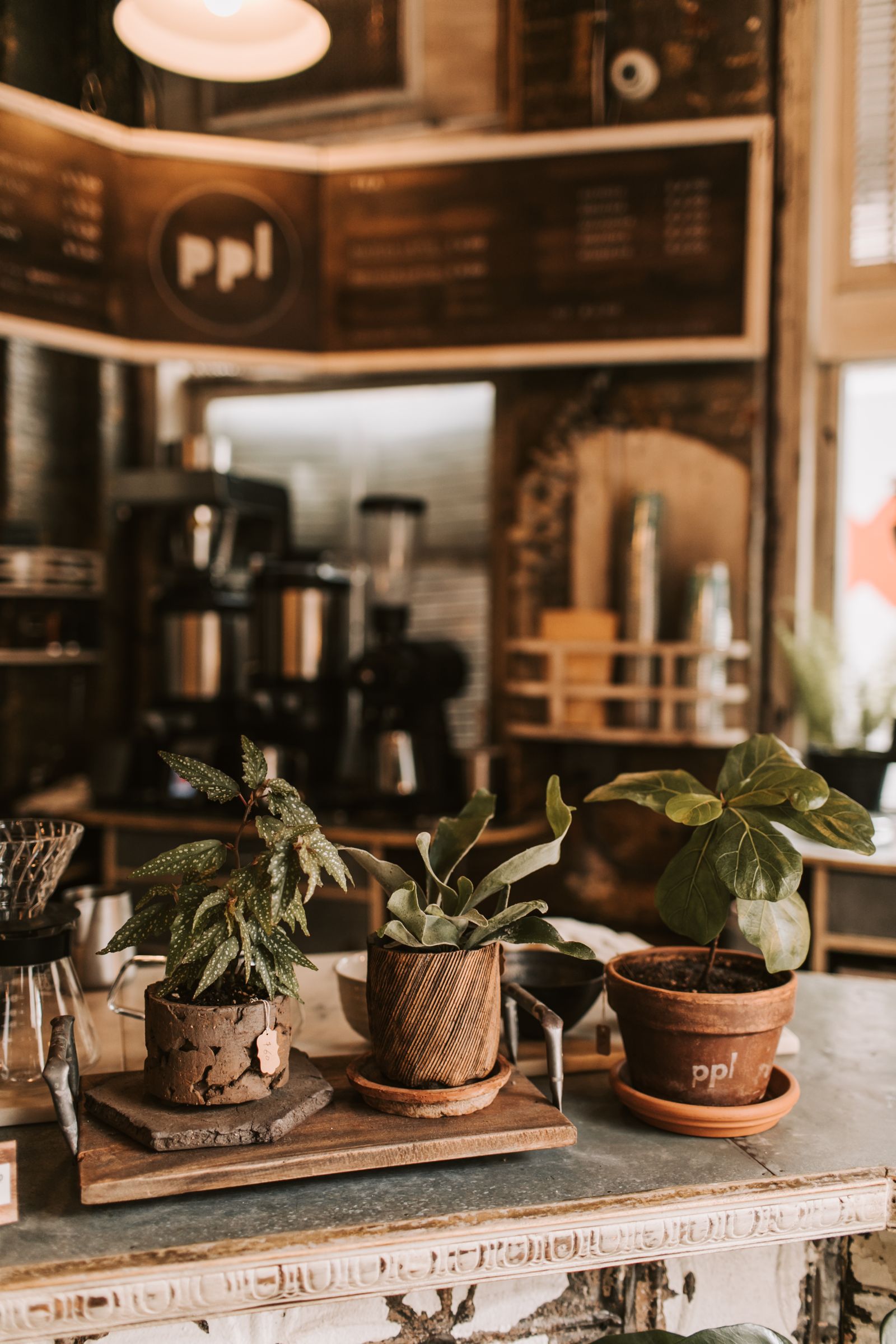Plant-filled cafe interior in warm natural light