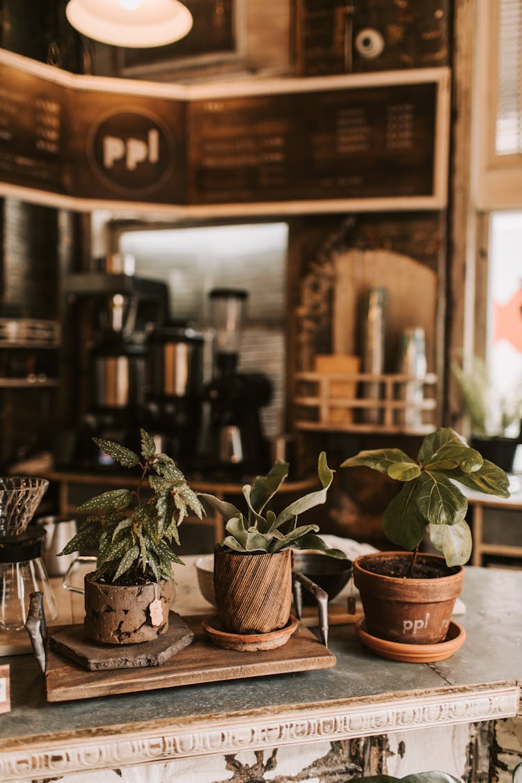 Interior Of Rustic Cafe Decorated With Plants