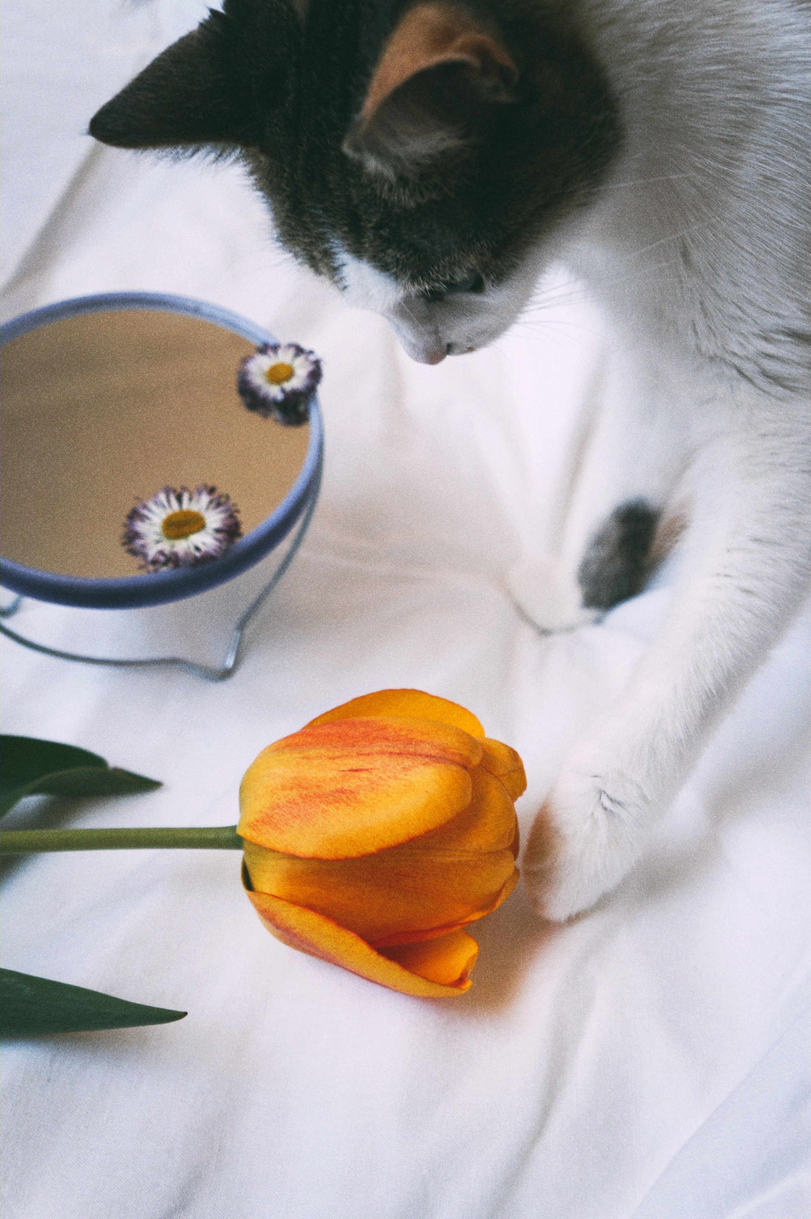 一只顽皮的猫在舒适的室内环境中，探索着花茶旁明亮的橙色郁金香