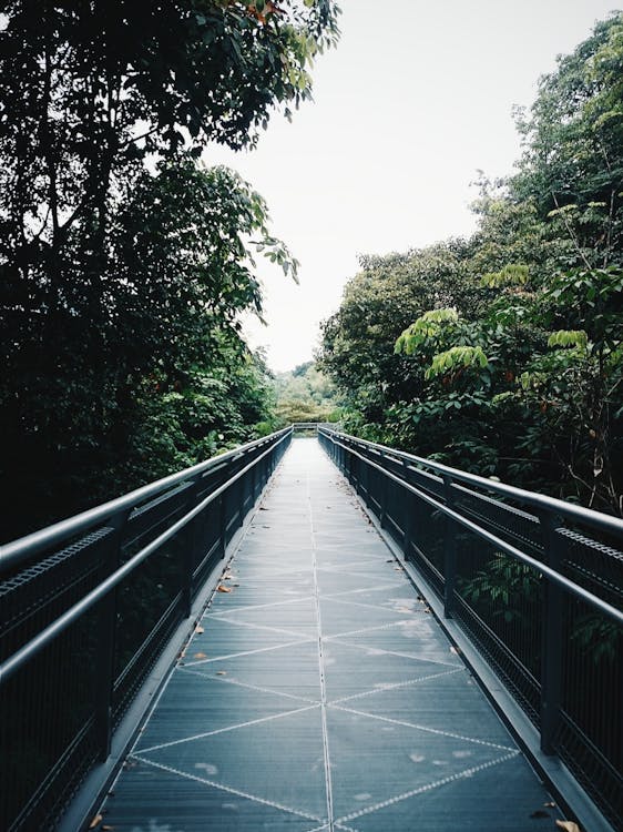 Free Footbridge among Trees Stock Photo