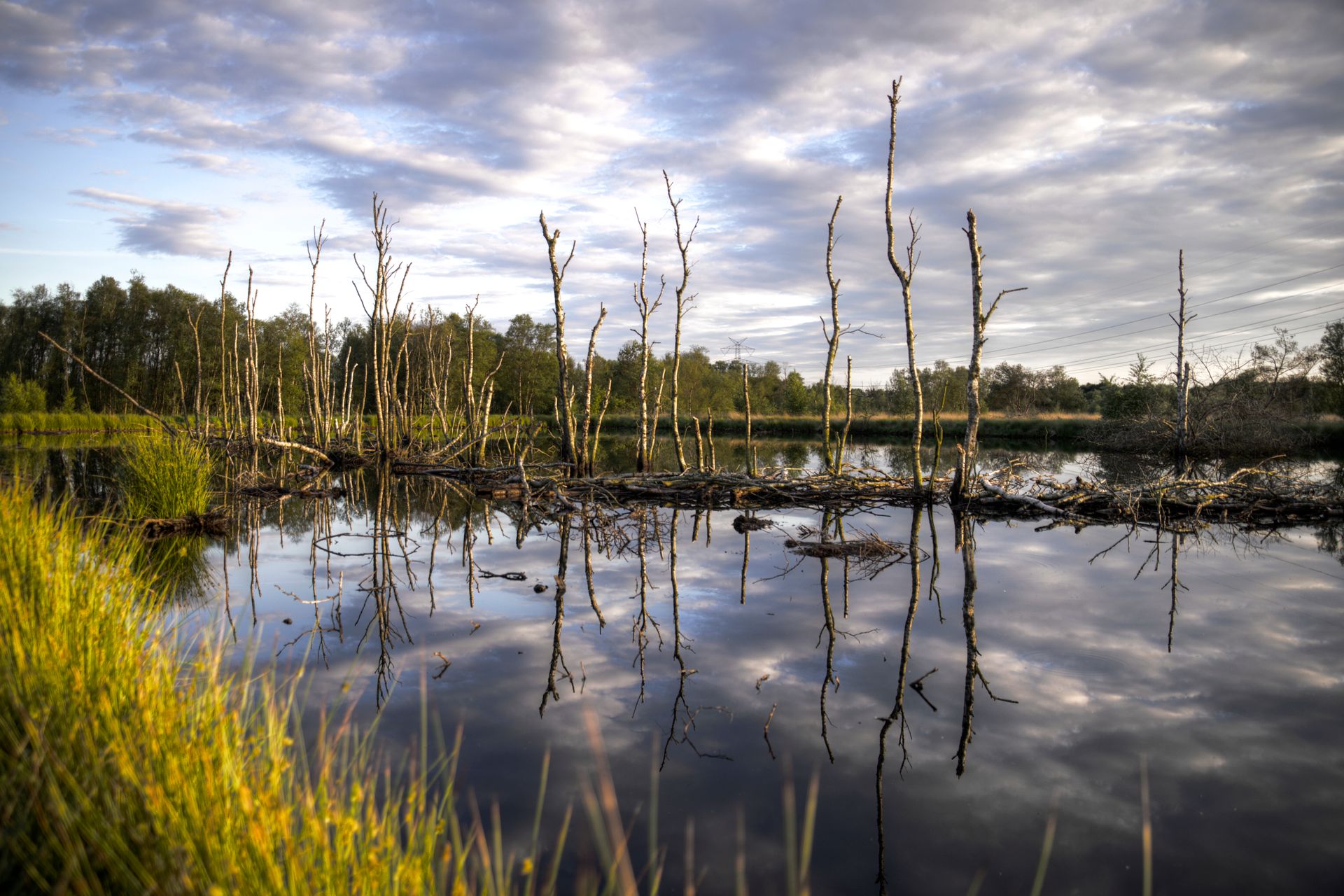 Capture of a tranquil wetland landscape with bare trees reflecting in the calm water at dusk.